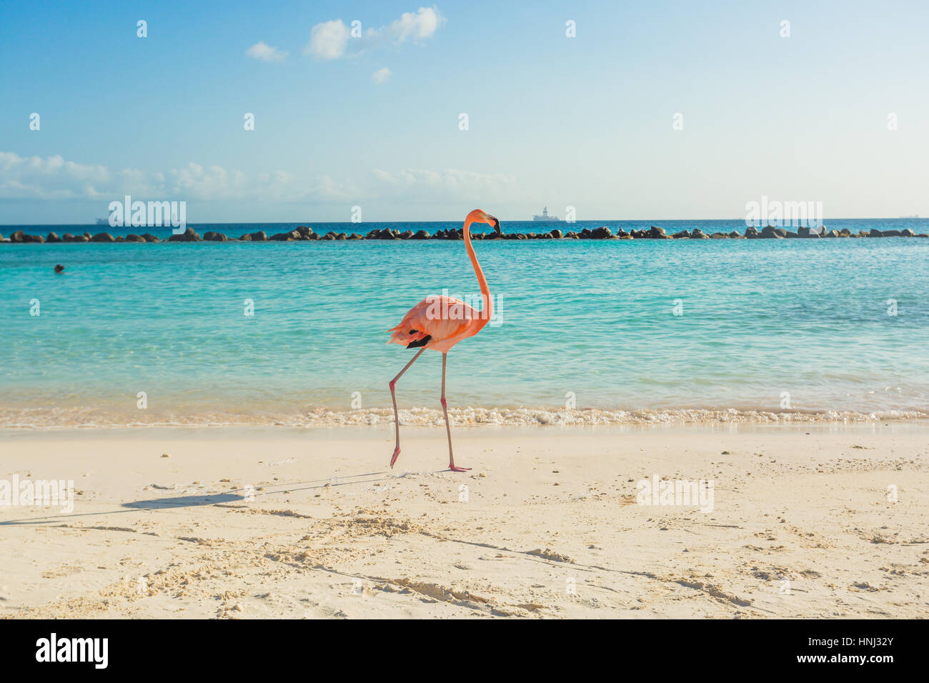 Flamingos am Strand von Aruba. Flamingo beach Stockfoto