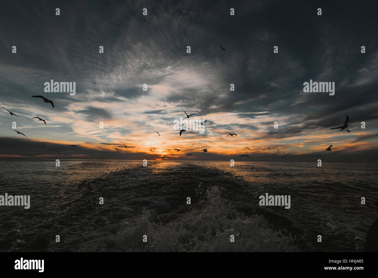 Vögel fliegen über Meer gegen bewölkten Himmel bei Sonnenuntergang Stockfoto