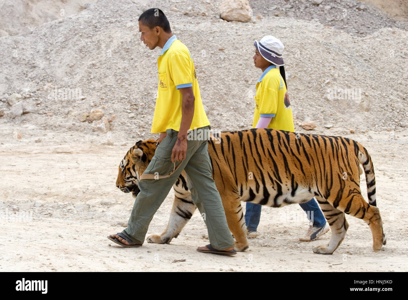Assistentin Freiwilligen Arbeiter zu Fuß mit einem Tiger im Tiger-Tempel (Wat Pha Luang Ta Bua, geschlossene jetzt) in Thailand, Asien Stockfoto