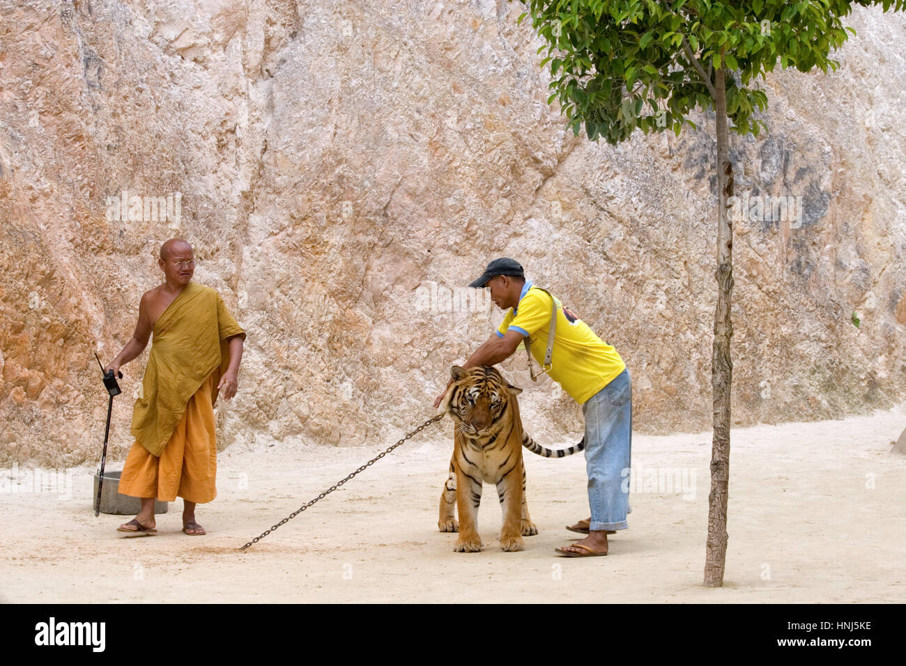 Buddhistischer Mönch und freiwillige Helfer unchain Tiger im Tiger-Tempel (Wat Pha Luang Ta Bua, geschlossene jetzt) in Thailand, Asien Stockfoto
