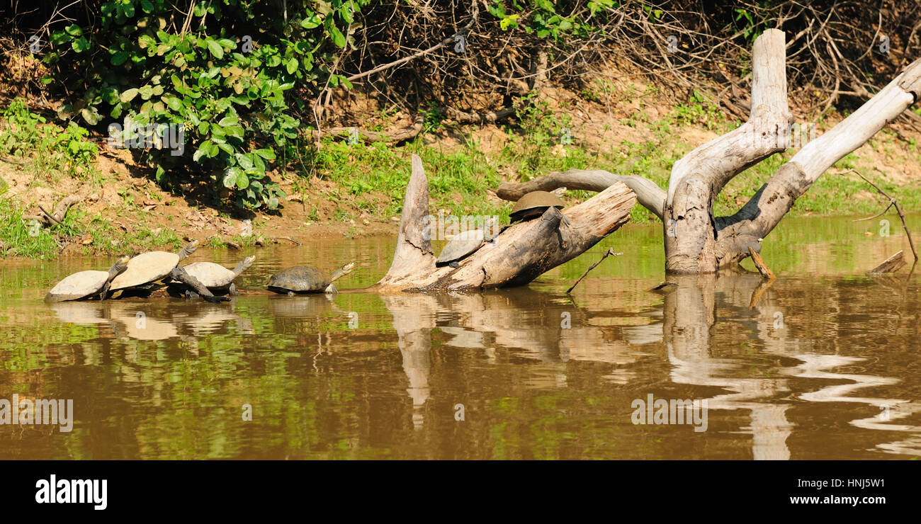 Bolivien, Pampa del Yacuma schützen-Bereich in der Nähe von Rurrenabaque und Madidi Nationalpark im bolivianischen Amazonasgebiet. Das Foto präsentieren Schildkröten in der Yacuma-ri Stockfoto