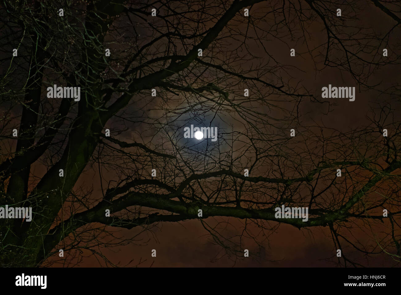 amerikanische Nacht Filter gruseligen Horror Mond durch Äste Stockfoto