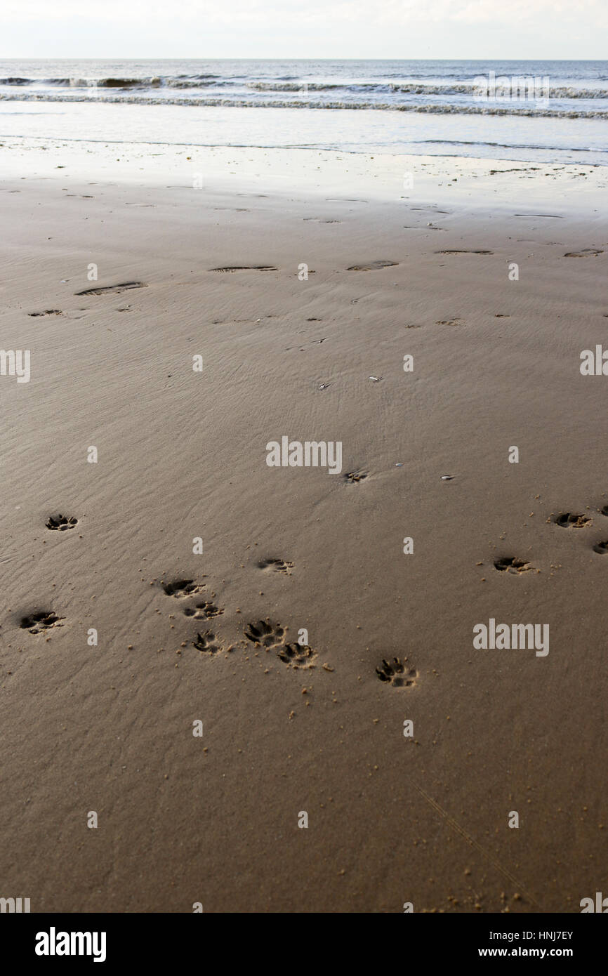 Spuren am Strand. Stockfoto