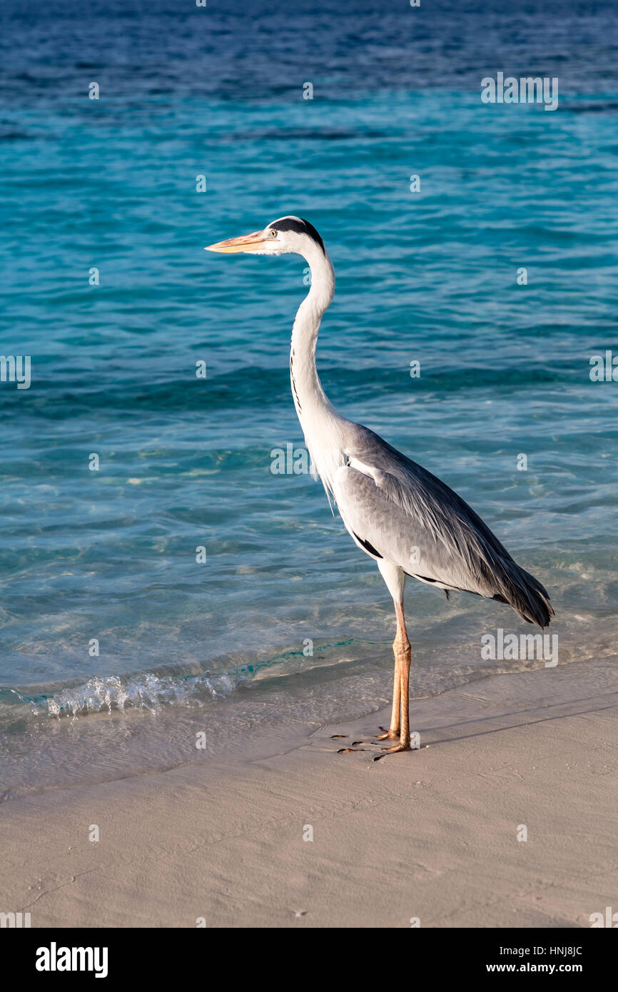 Grau-Chiron am Strand. Malediven Indischer Ozean. Stockfoto