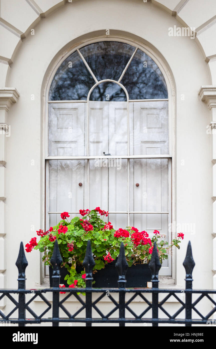 Rote Geranien auf der Fensterbank in Fitzroy Square in London Stockfoto