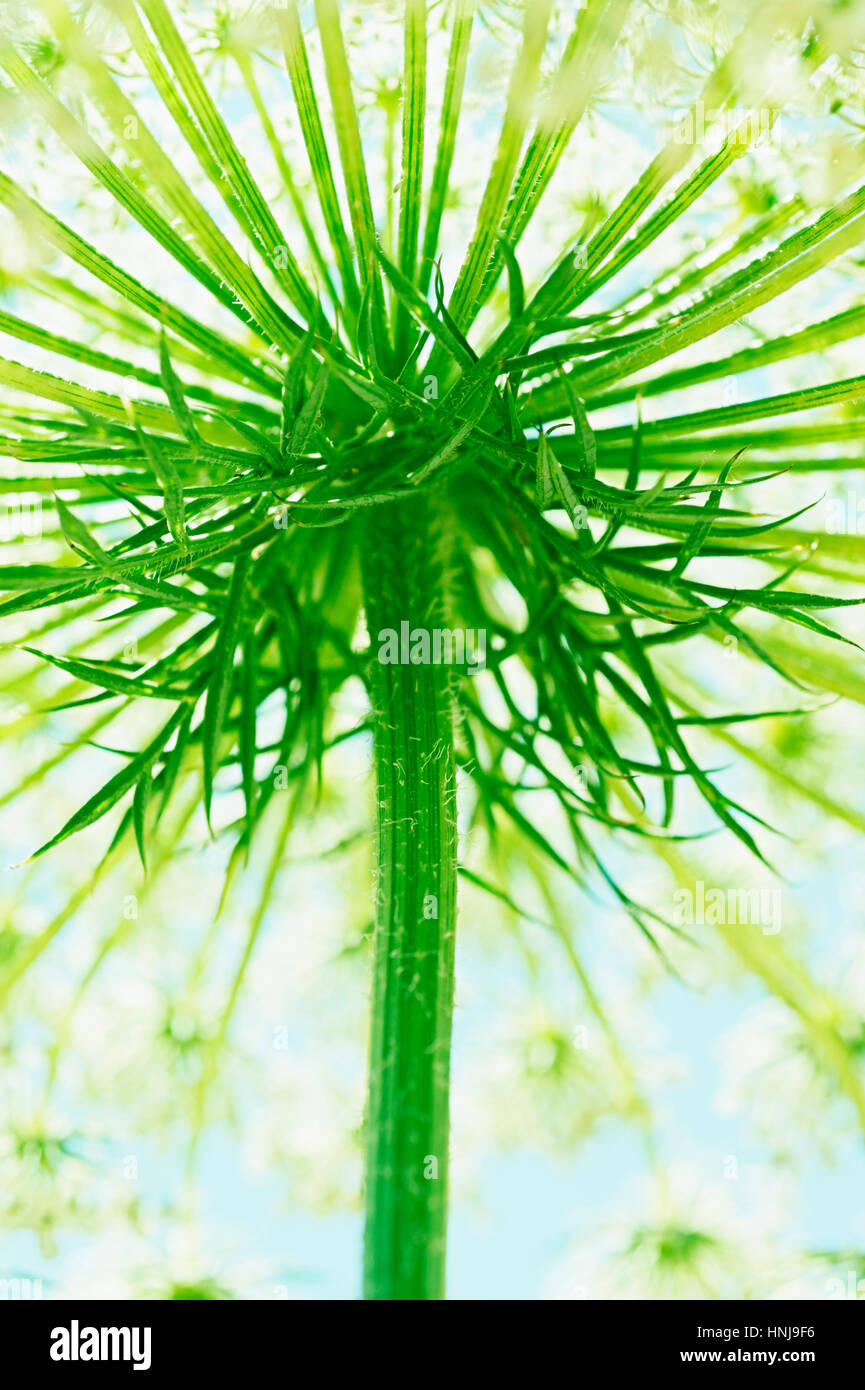 Die Blume der eine Wilde Möhre (Daucus Carota) von unten Stockfoto