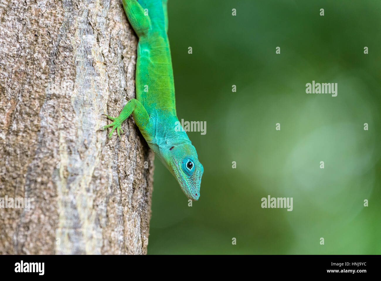 Türkis Smaragdeidechse auf einem Baum Stockfoto