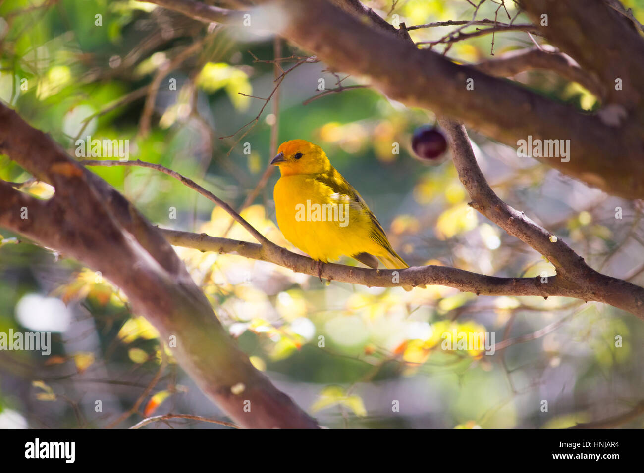 Safran Finch Vogel, auch bekannt als Canario da terra Stockfoto