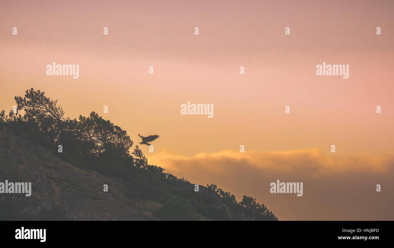 Weißkopf-Seeadler, die Landung in den Sonnenuntergang Stockfoto