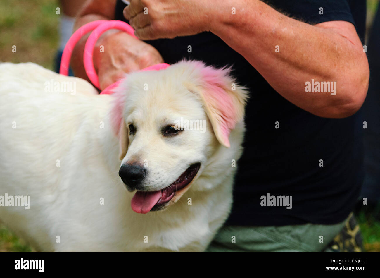 Ein weißer Hund hat mit rosa Farbe besprüht worden, Australia Day, Berrima, New-South.Wales, Australien Stockfoto