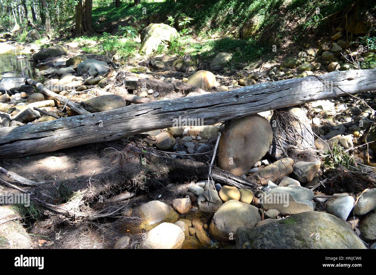 Umgestürzten Baum bildet Brücke über Fluss im australischen Buschland Stockfoto