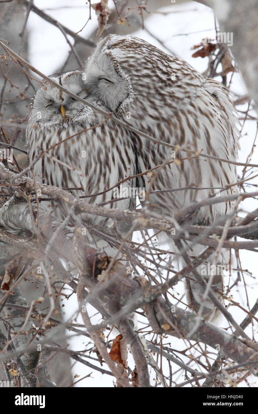 Paar der Habichtskauz (Strix Uralensis Japonica), zusammengekauert in einem winterlichen Baum, Hokkaido, Japan. Männlich (rechts) ist das Weibchen putzen. Stockfoto