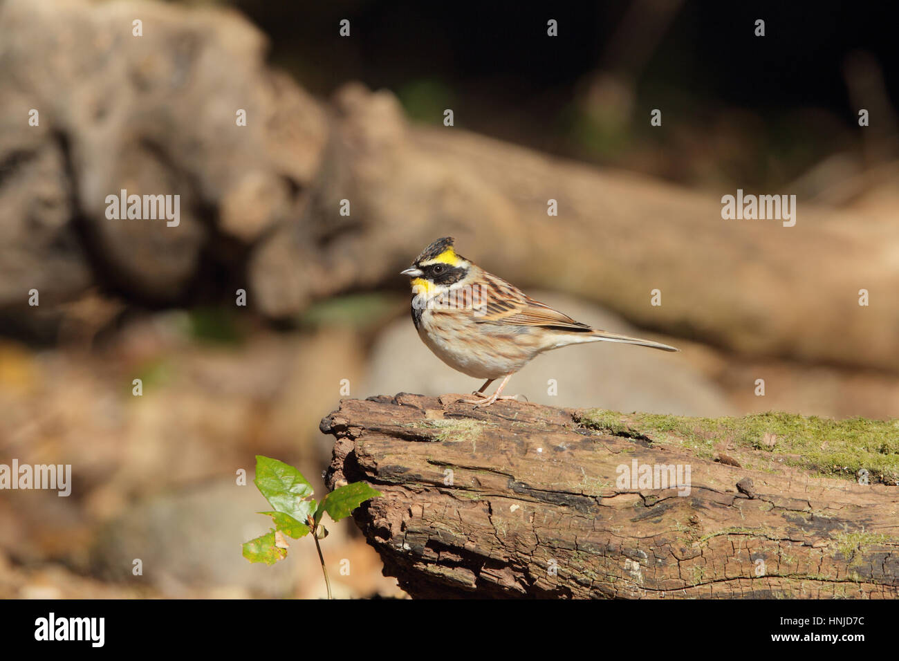 Gelb-throated Bunting (Emberiza elegant), eine asiatische Samen fressenden Vogel, thront auf Log in Wäldern, auf Kyushu, Japan Stockfoto