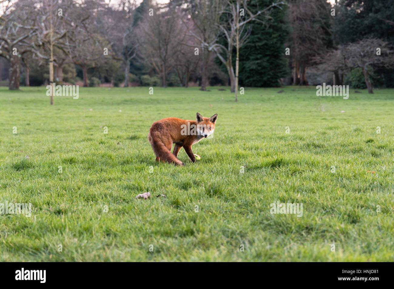 Urban Fuchs (Vulpes Vulpes) auf dem Rasen im Park bei Tageslicht. Hungrige lahm Tier sucht Essen am Nachmittag im Bute Park, Cardiff, Wales, UK Stockfoto