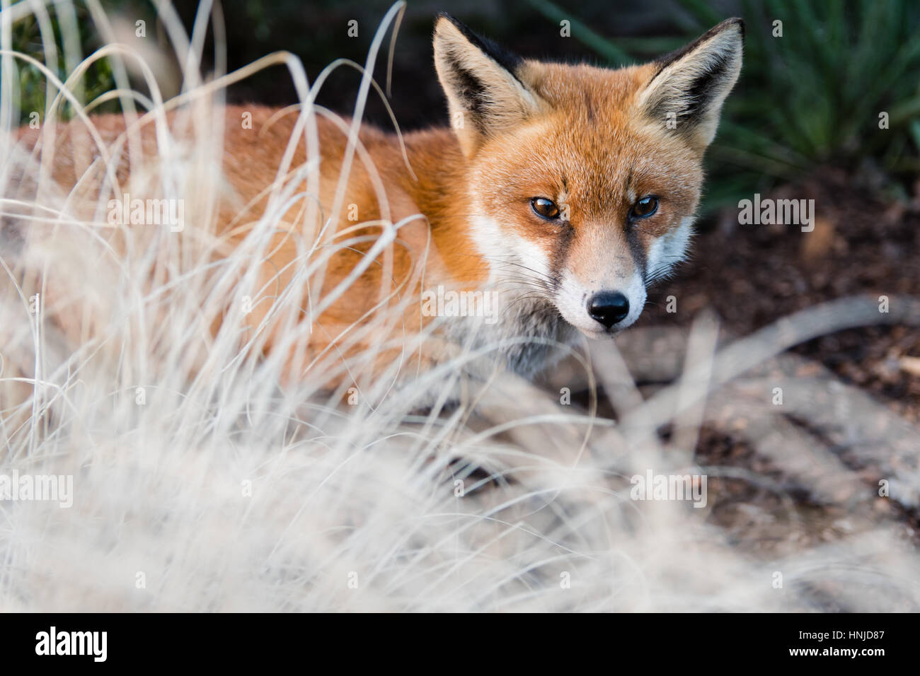 Urban Fuchs (Vulpes Vulpes) im Park bei Tageslicht. Hungrige lahm Tier sucht Essen am Nachmittag im Bute Park, Cardiff, Wales, UK Stockfoto