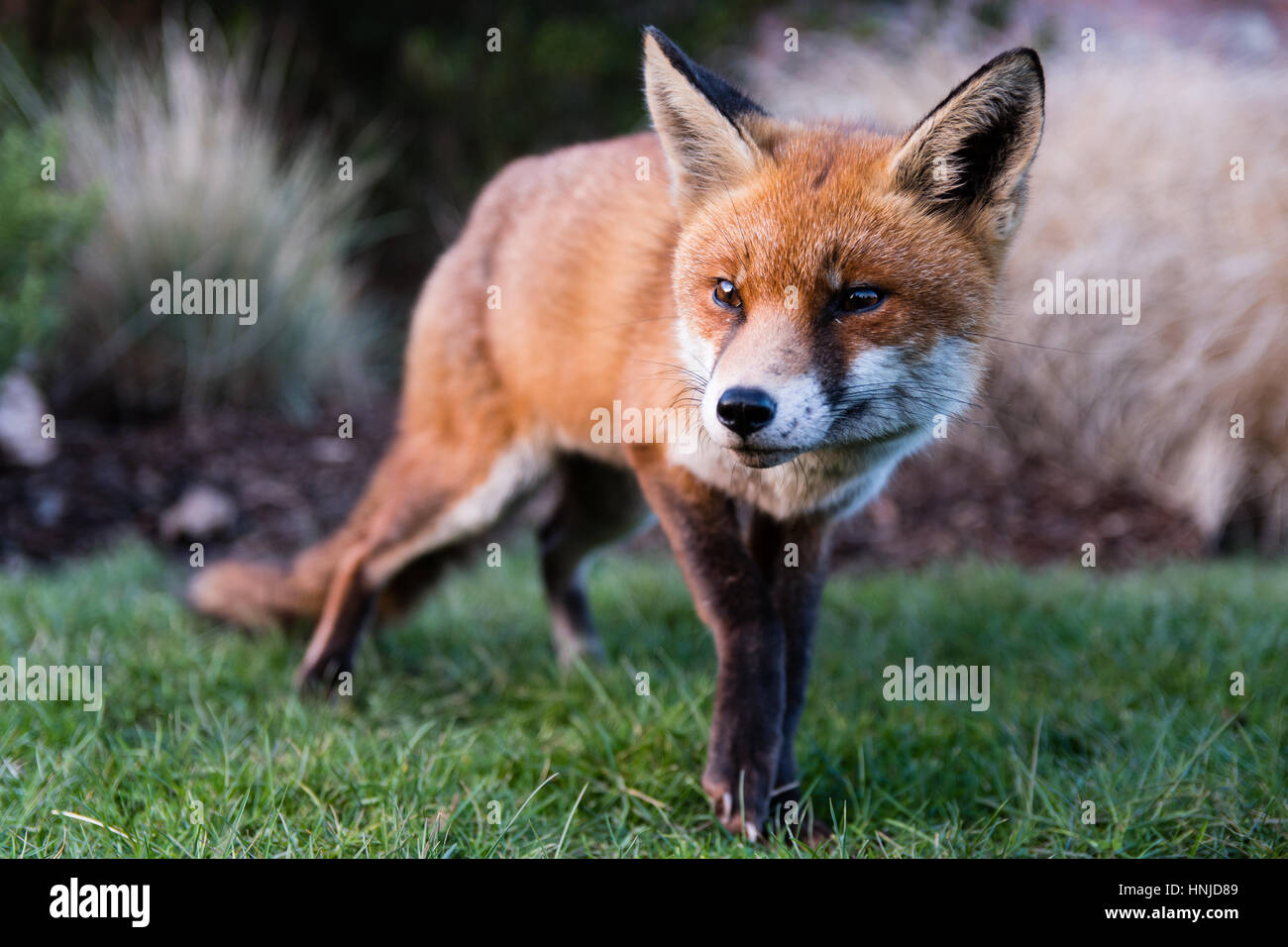 Urban Fuchs (Vulpes Vulpes) im Park bei Tageslicht. Hungrige lahm Tier sucht Essen am Nachmittag im Bute Park, Cardiff, Wales, UK Stockfoto