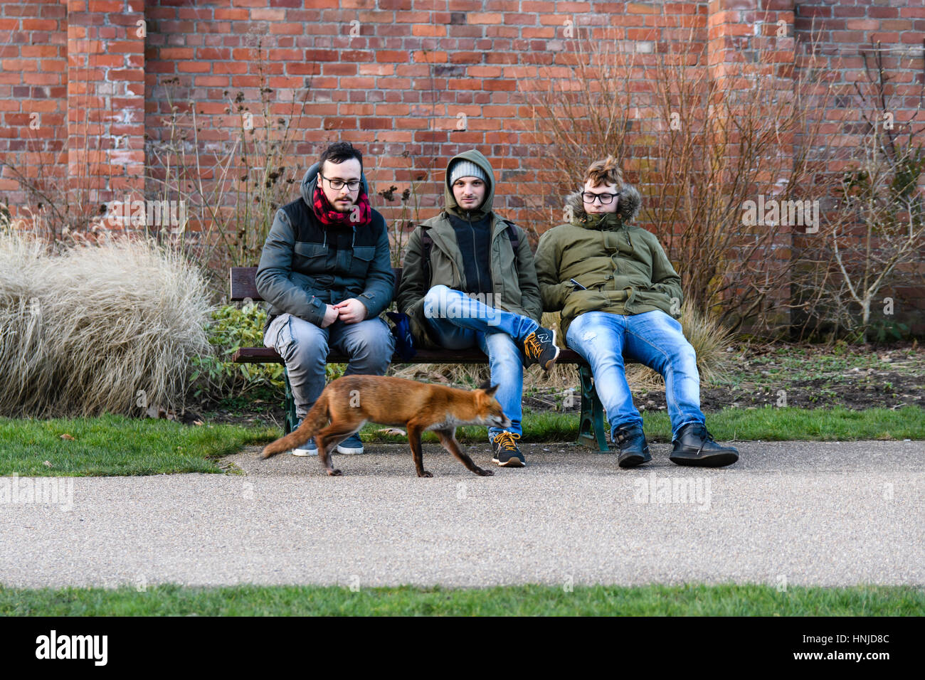 Lahmer Fuchs (Vulpes Vulpes) nähert sich Menschen bei Tageslicht. Hungrige Tier sucht Nahrung von Menschen während der Nachmittag, zieht Aufmerksamkeit und Aufruf von RSPCA Stockfoto