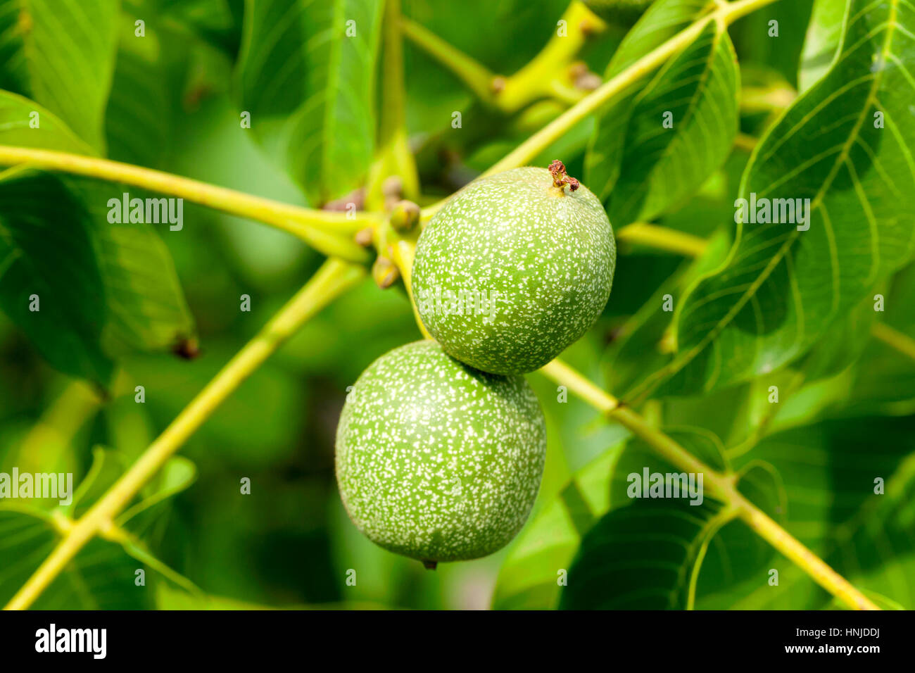 Baum, der auf die unreifen grünen Walnüssen wächst. Foto Nahaufnahme im Sommer. Kleine Schärfentiefe Stockfoto