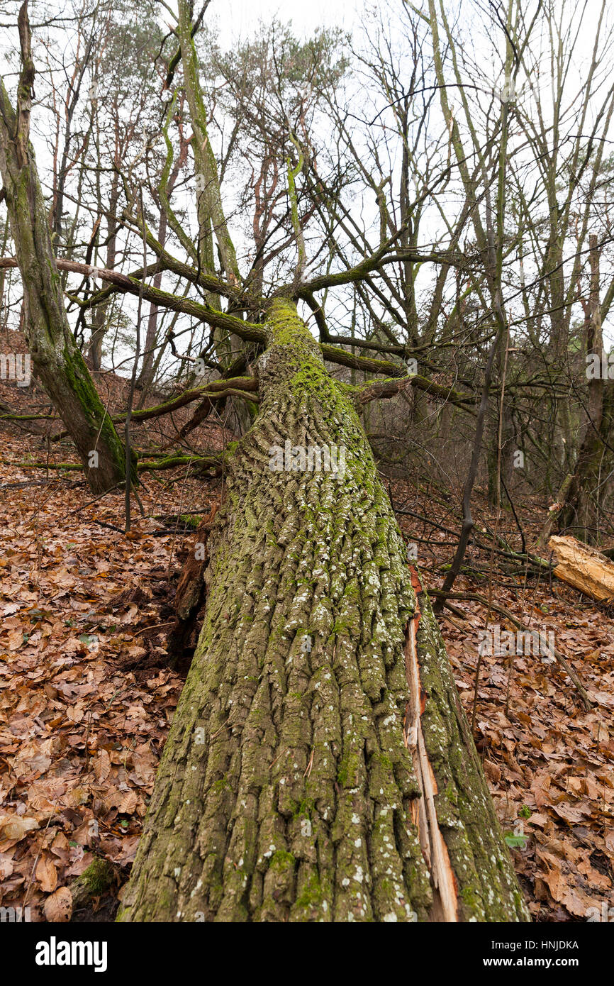 Bäume im Park im Herbst. düstere eintönigen Wälder Foto Stockfoto