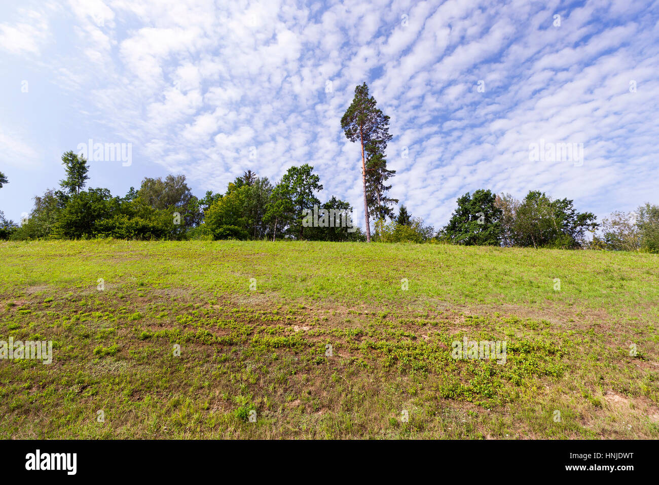 fotografiert und Kiefern wachsen auf einem Hügel. Der Sommersaison, im Hintergrund der Himmel mit Wolken Stockfoto