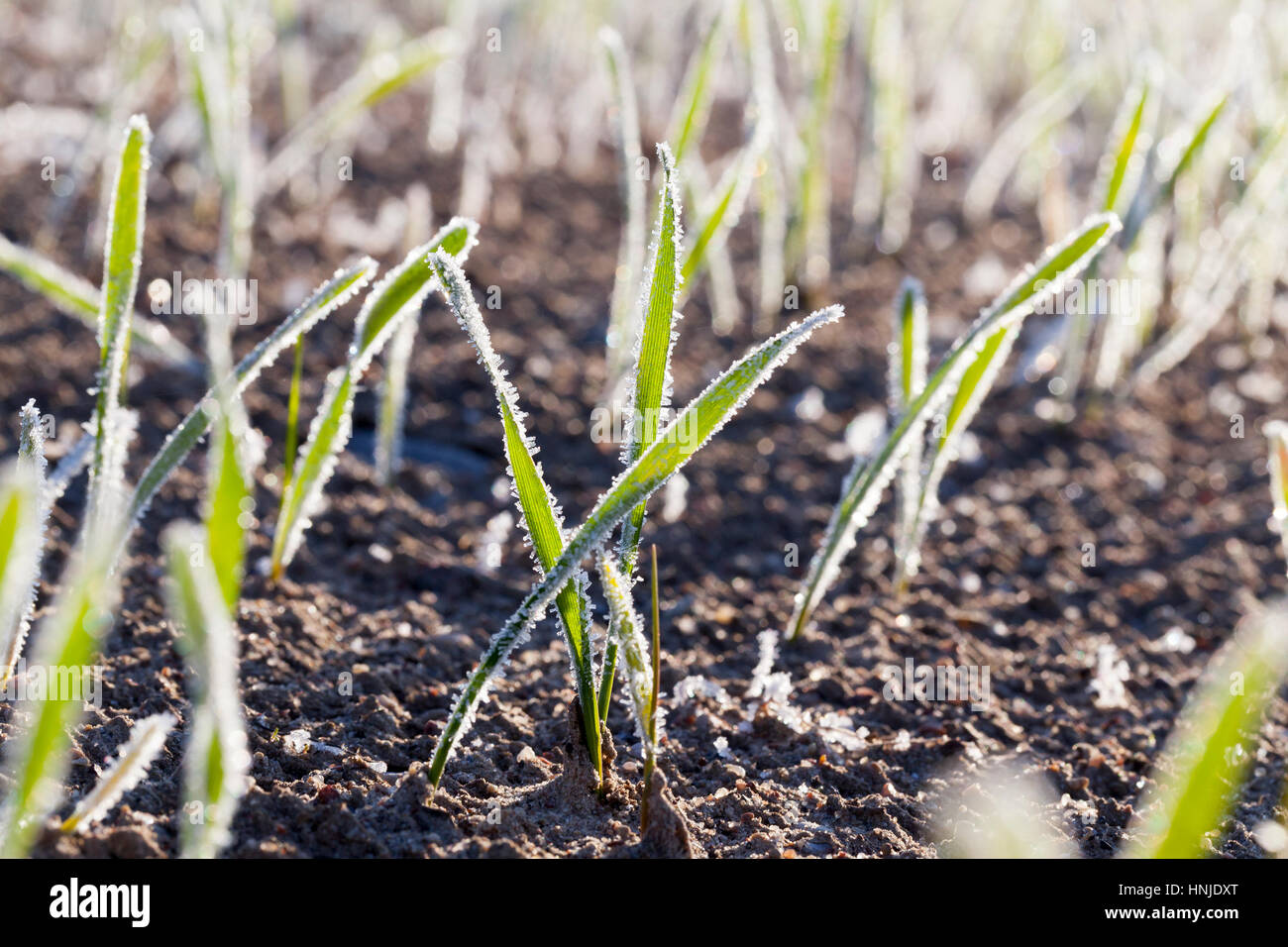 Landwirtschaftlichen Bereich auf dem grünen Triebe von Roggen mit Morgen Frost bedeckt wachsen weiße. Herbstsaison, Wintergetreide bei sonnigem Wetter. Geringe Bautiefe Stockfoto