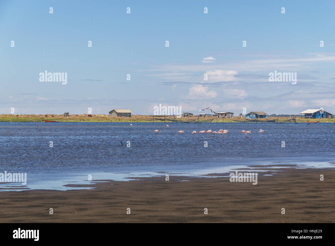 Chilenische Flamingo in Lagoa Peixe See Stockfoto