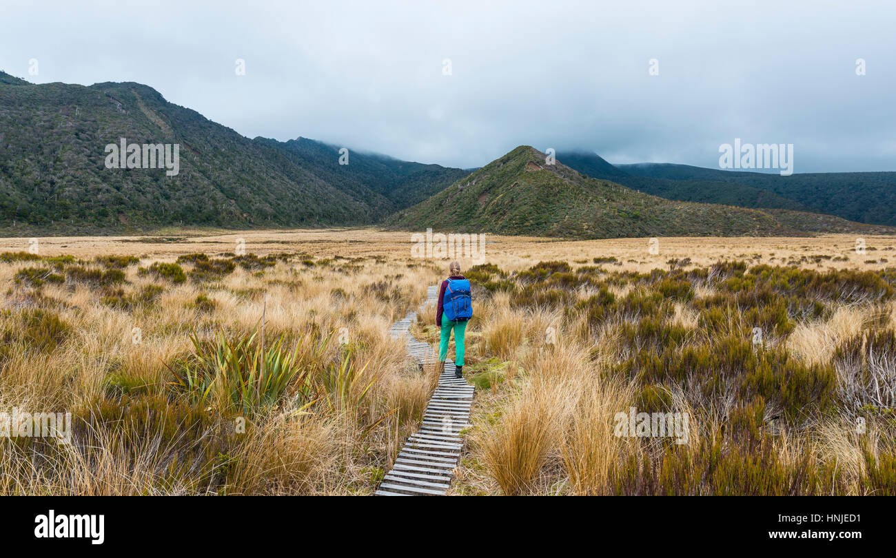 Wanderer auf dem Weg durch Sumpf, Pouakai Circuit, Egmont National Park, Taranaki, Nordinsel, Neuseeland Stockfoto