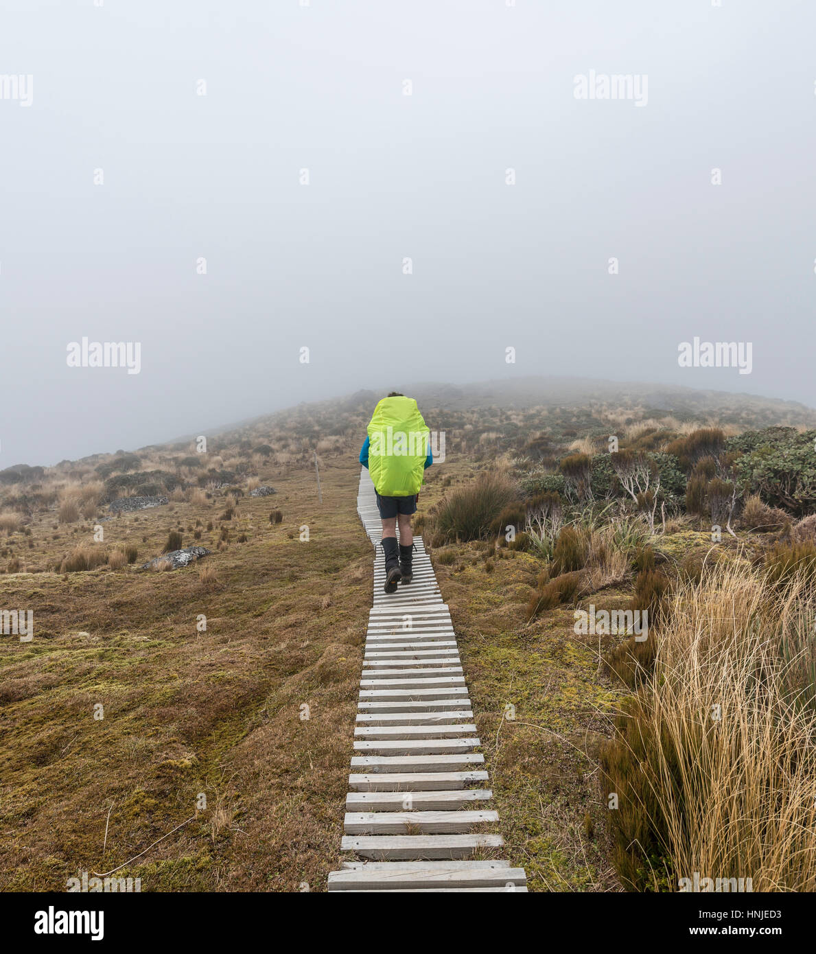 Wanderer im Nebel, Weg durch Sumpf, Pouakai Circuit, Egmont National Park, Taranaki, Nordinsel, Neuseeland Stockfoto