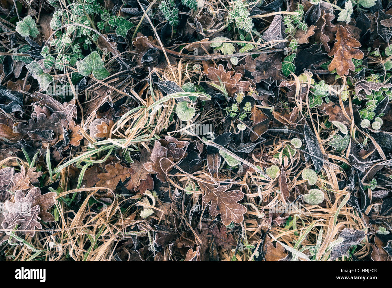 Frostigen Gras- und getrocknete Blätter auf Boden Stockfoto
