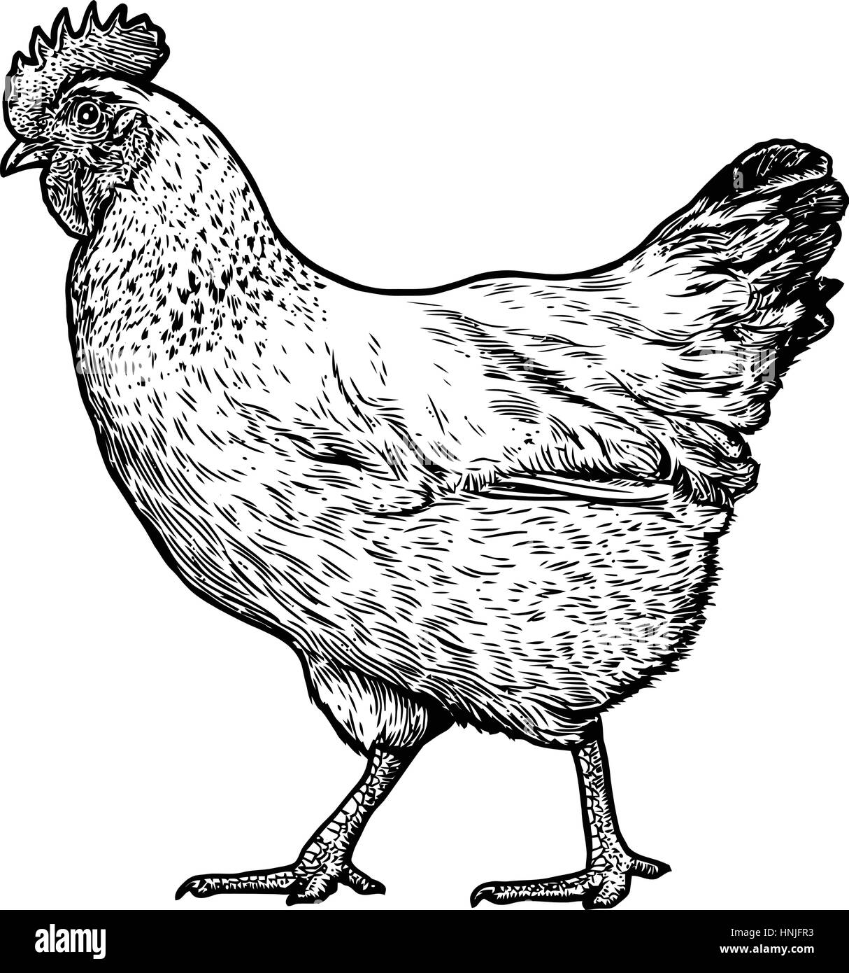 Huhn-Illustration, Zeichnung, Gravur, Strichzeichnungen, realistische