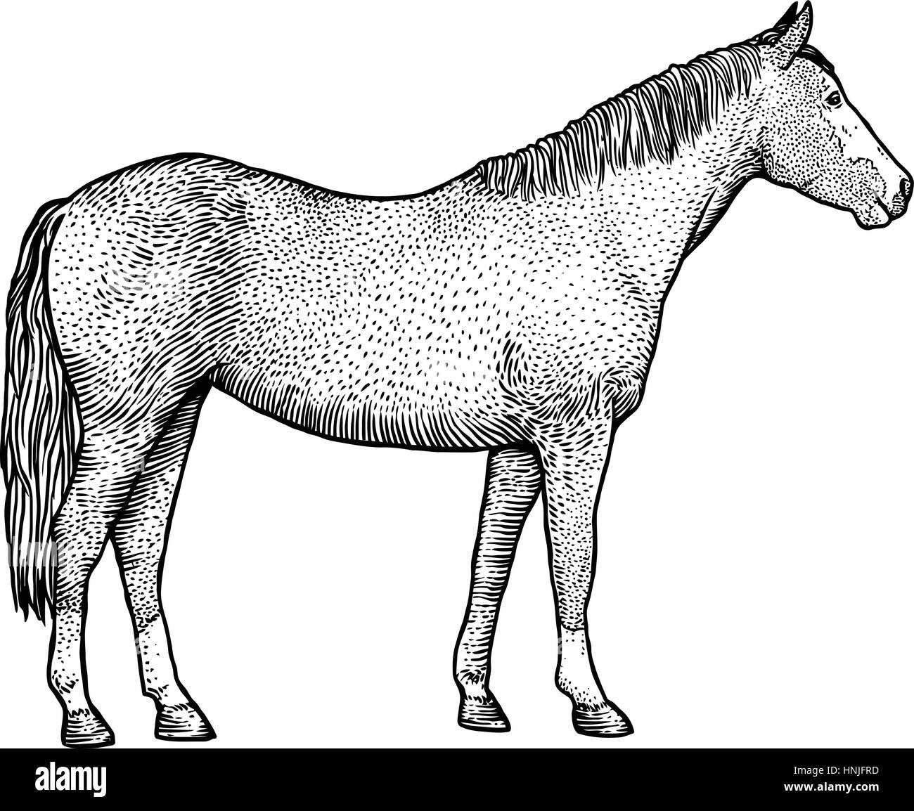 Pferd Illustration Zeichnung Gravur Strichzeichnungen Realistische Stock Vektorgrafik Alamy