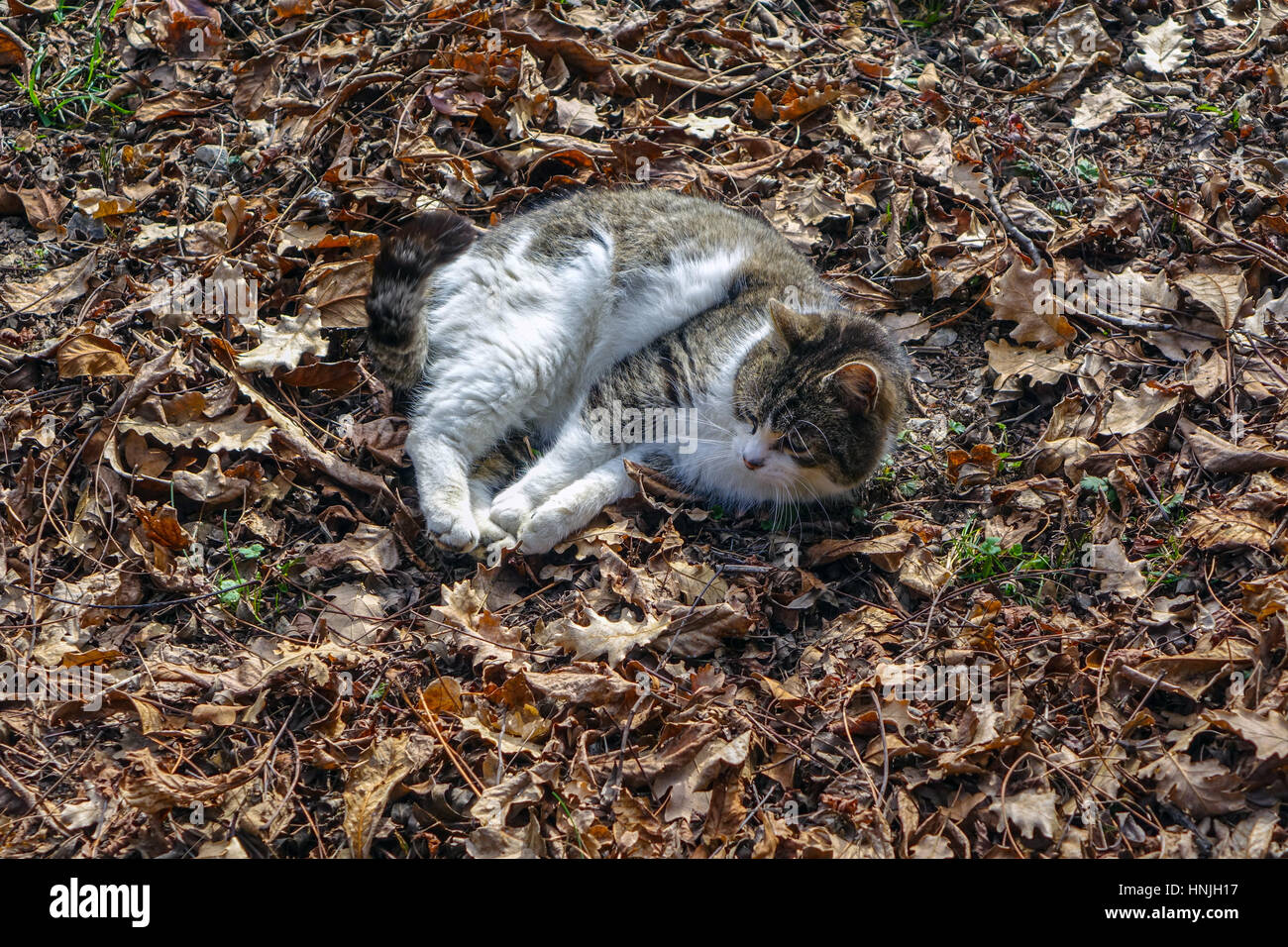 Kleine weiße und braune Katze Kätzchen mit Rollen in tot Herbstlaub Stockfoto