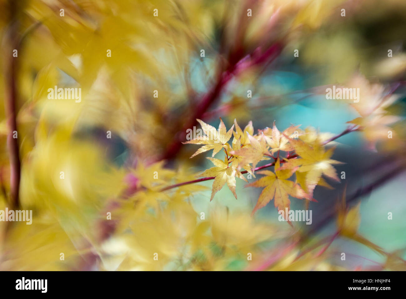 Herbst gelb Ahornblätter vom Coral bellen Baum mit selektiven Fokus erschossen. Stockfoto