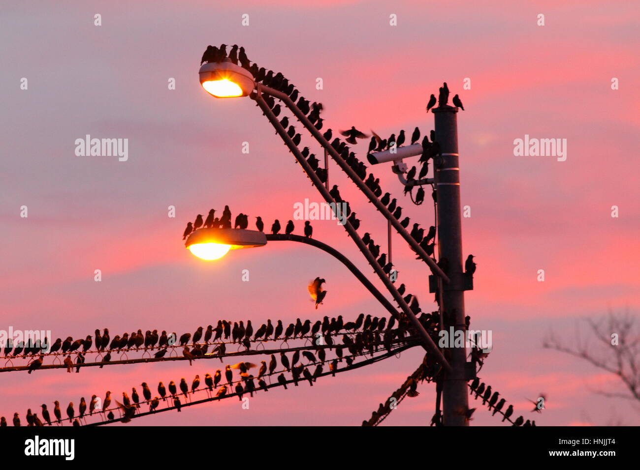 Gemeinsamen Stare Sturnus Vulgaris, Schlafplatz auf Stromleitungen und eine helle Stelle bei Sonnenaufgang. Stockfoto