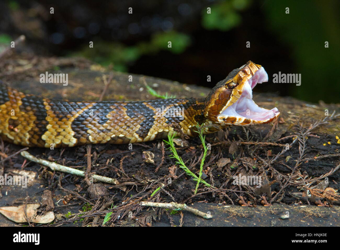 Ein Florida Cottonmouth Wasser Mokassin, Agkistrodon Piscivorus Conanti, zeigt seine Zähne in einem bedrohlichen Display. Stockfoto