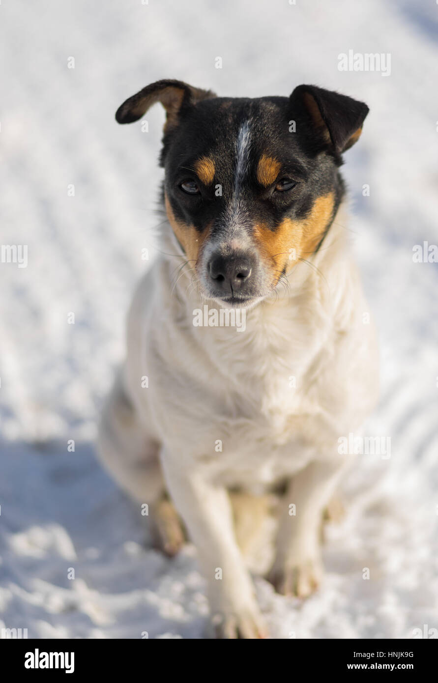 Winter-Porträt Jack Russel Terrier-Mix sitzt auf dem Schnee Stockfoto