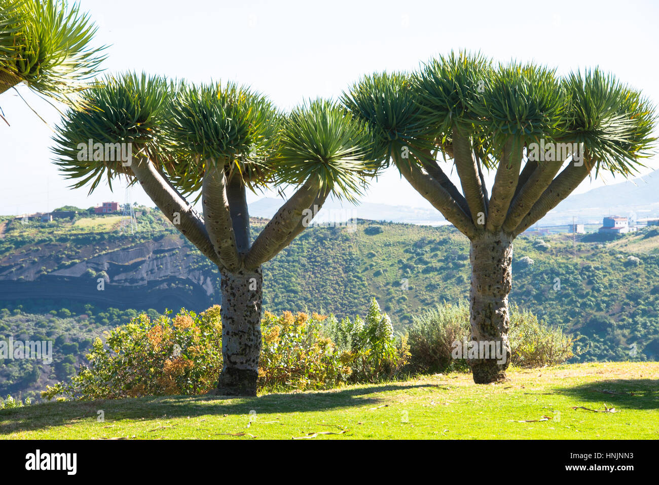 Drachenbaum auf Garn Canaria Spanien Stockfoto