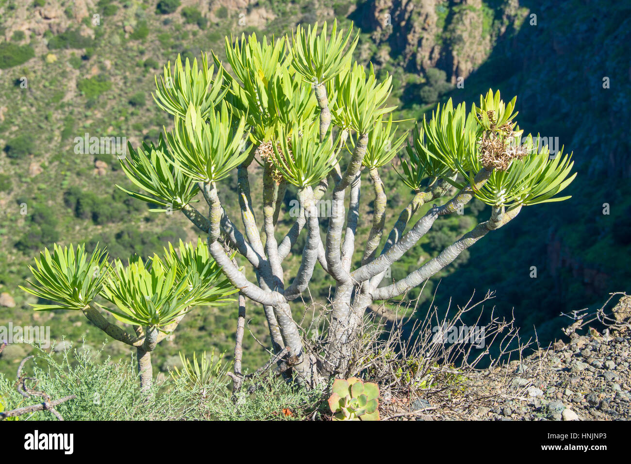 Caldera de Bandama, Gran Canaria, Spanien Stockfoto