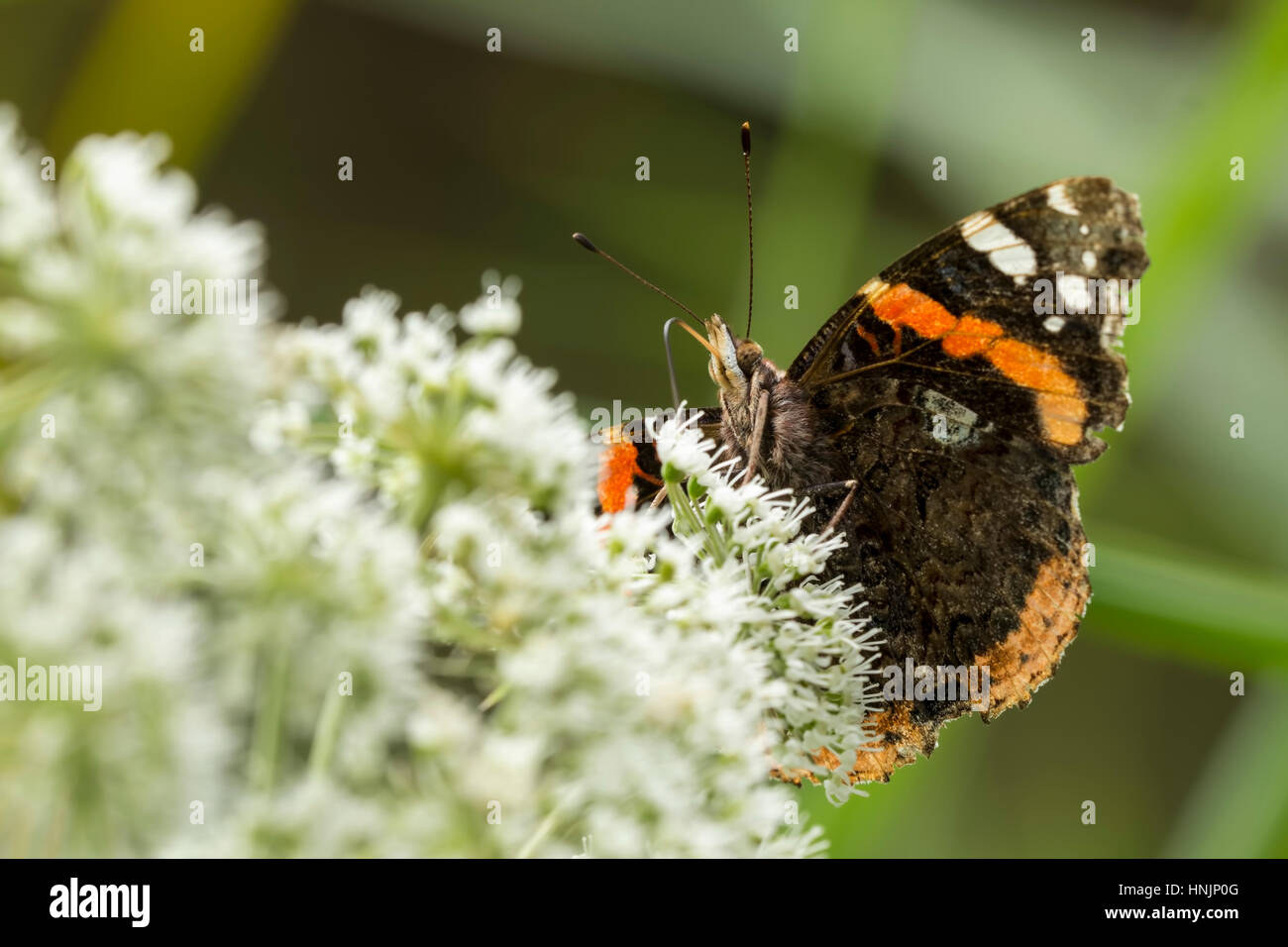 Red Admiral Schmetterling, Vanessa Atalanta, Fütterung von Pollen und Nektar aus einer weißen Blume Stockfoto