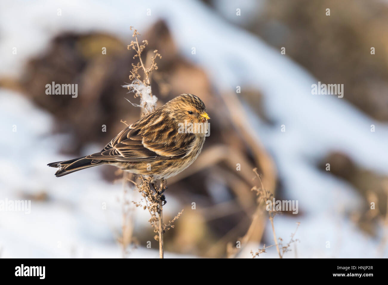 Nahaufnahme einer Berghänfling (Zuchtjahr Flavirostris) im Winter im Schnee. Ein Berghänfling ist ein kleiner Brauner Sperlingsvögel Vogel in der Fink-Familie Fringillidae. Stockfoto