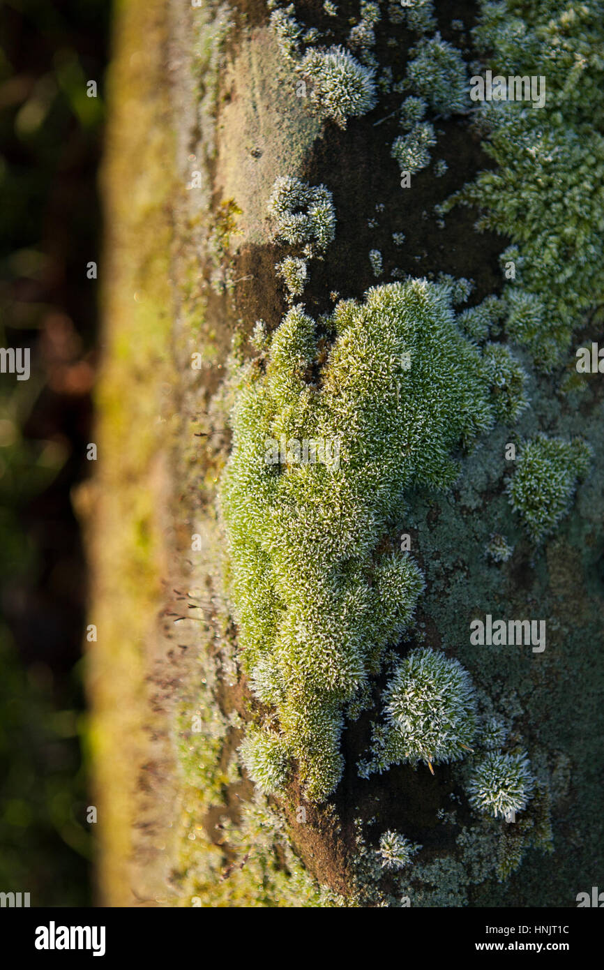 Zusammenfassung von bis Von frosty Moos auf Baumstamm auf einem November Morgen, England, Großbritannien Stockfoto