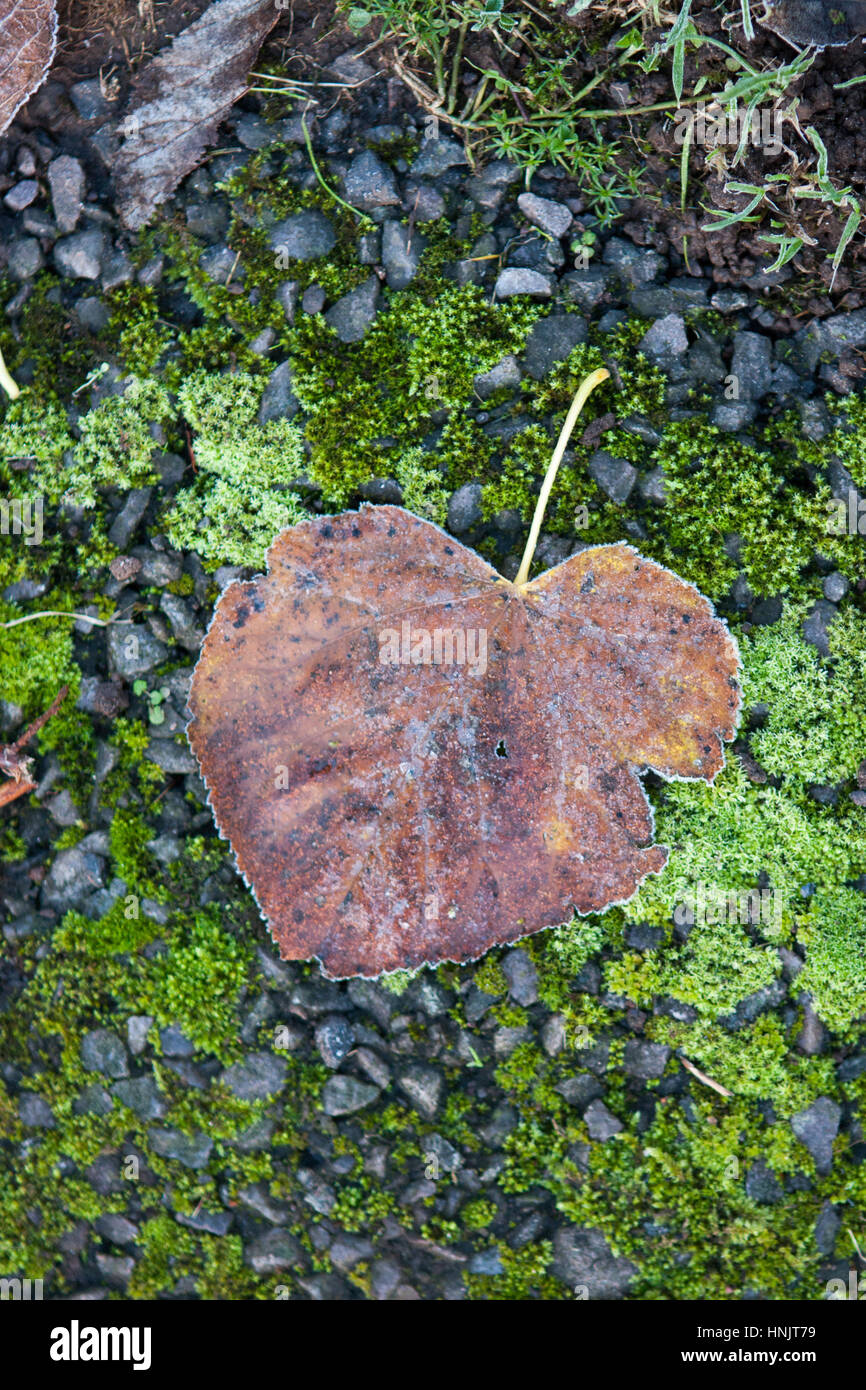 Herzförmige Blätter mit Hintergrund der grünen Moos und Pebble Stones Stockfoto