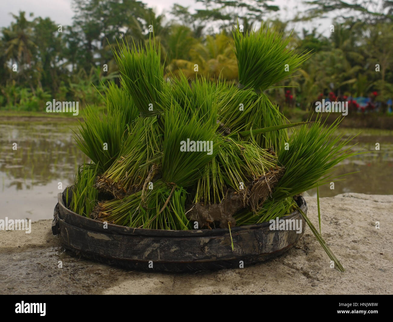 Reis-Baby-Sämlinge bereit für die Bepflanzung. Bali, Indonesien Stockfoto