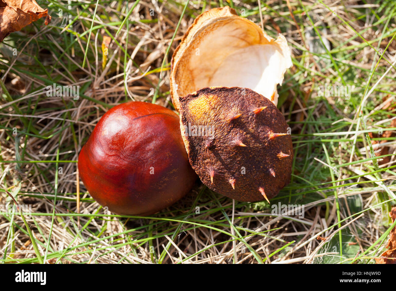 gereift und auf die Erde Früchte Kastanienbraun gefallen. Herbstsaison. Nahaufnahme Foto. Sichtbare grüne Gras- und getrocknete Blätter des Baumes Stockfoto