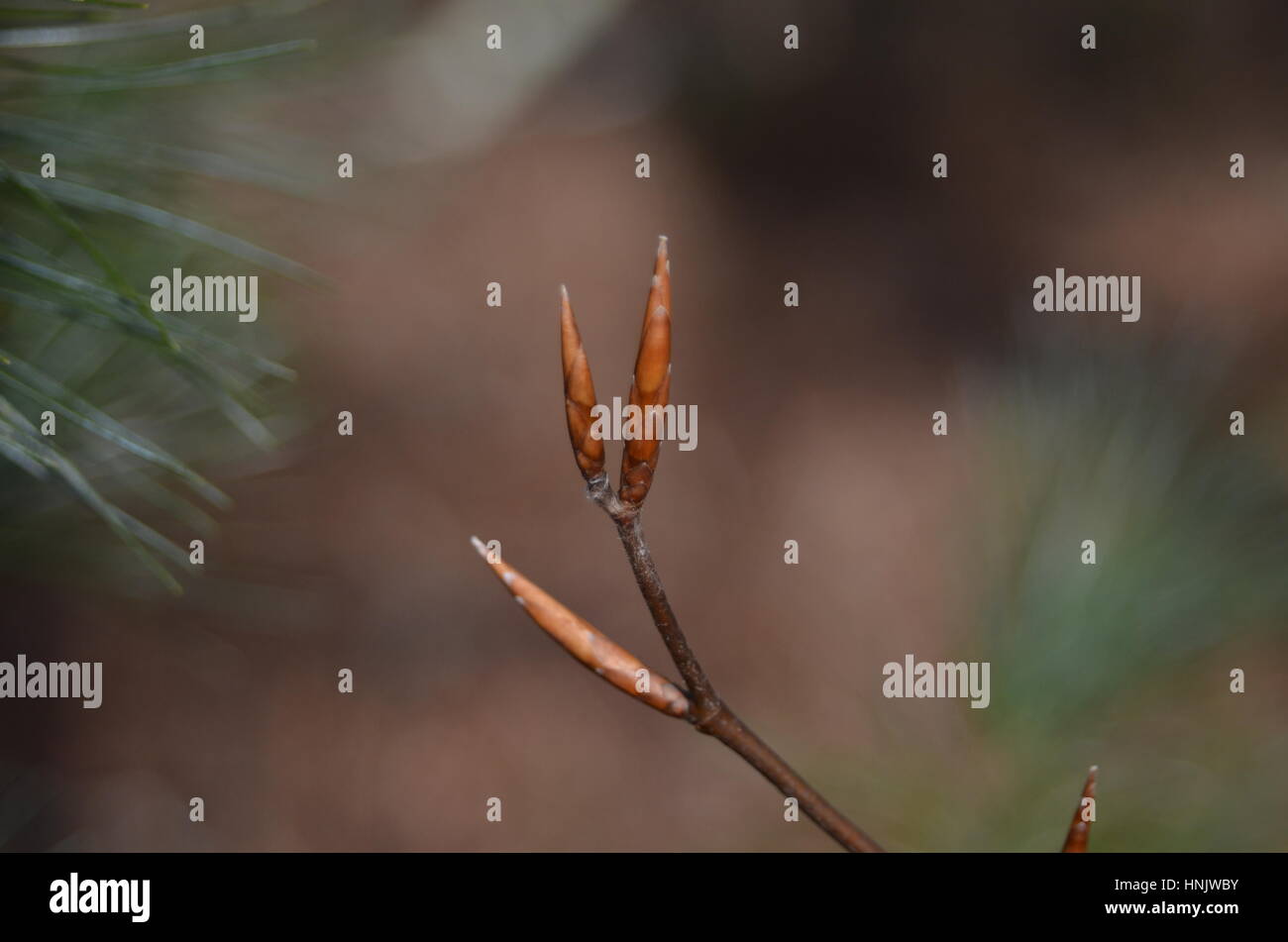 Nahaufnahme der Buche Knospen Stockfoto