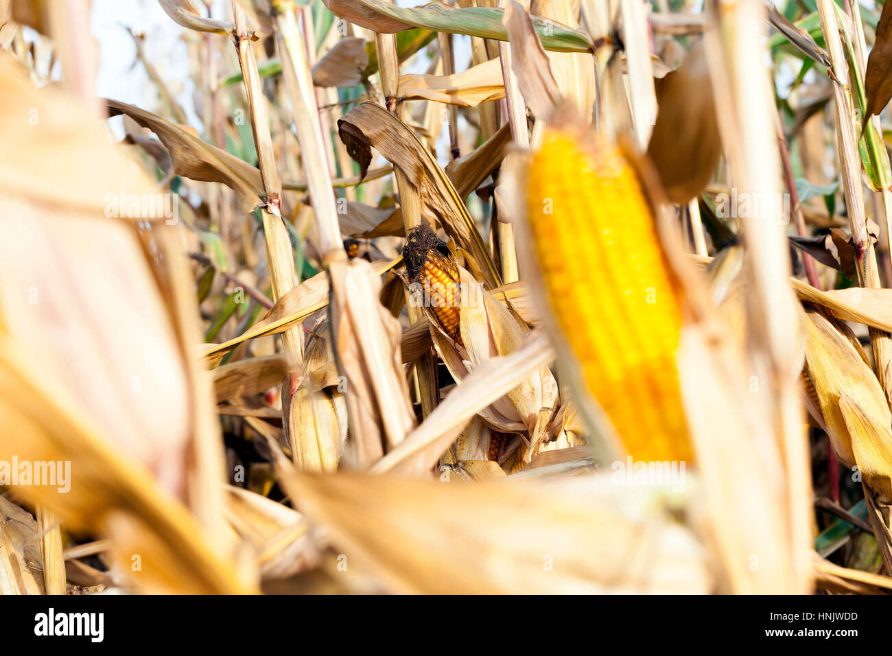 Vergilbung reif Mais wächst in einer landwirtschaftlichen Bereich in die Herbstsaison. Geringe Schärfentiefe Feld, Nahaufnahme Fotos gemacht. Stockfoto