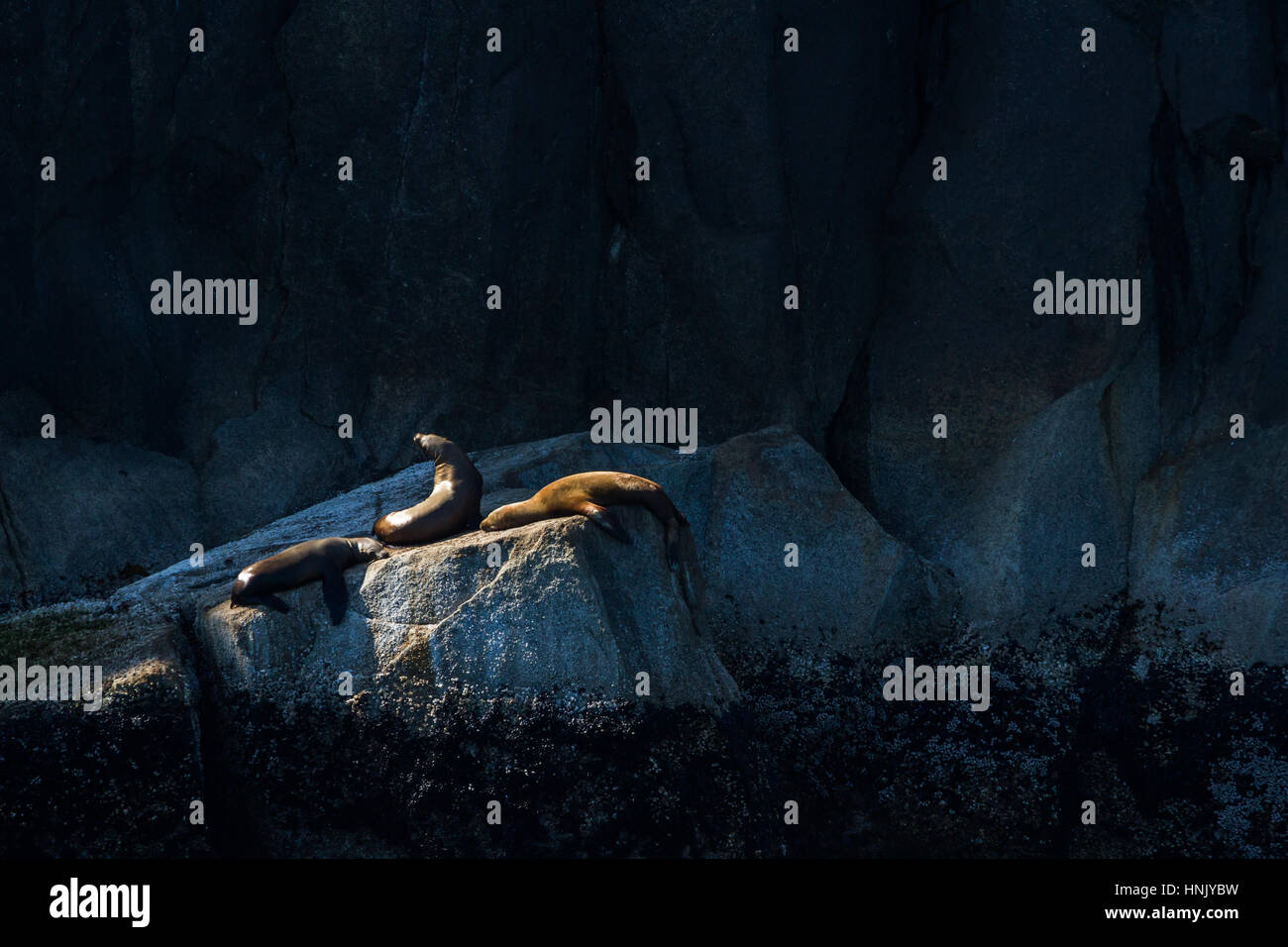 Drei Stellar Seelöwen lag auf einem Felsen über der Flut, geprägt von zahlreichen Seepocken darunter auf dem Felsen. Die Seelöwen fand ein sehr kleines s Stockfoto