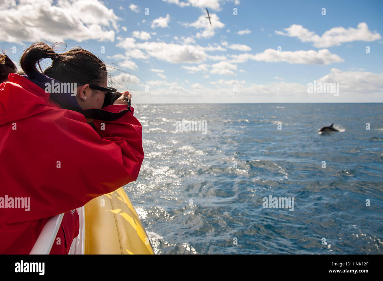 Touristen fotografieren Delfine vor der Küste der Tasman Halbinsel. Die Touristen werden auf einer Kreuzfahrt mit pennicott Wildnis reisen. Stockfoto