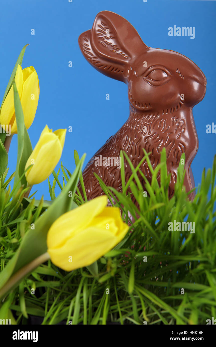 Foto von einem Schokoladen Osterhase hinter Grass und gelbe Tulpen. Auge von Bunny im Mittelpunkt. Stockfoto