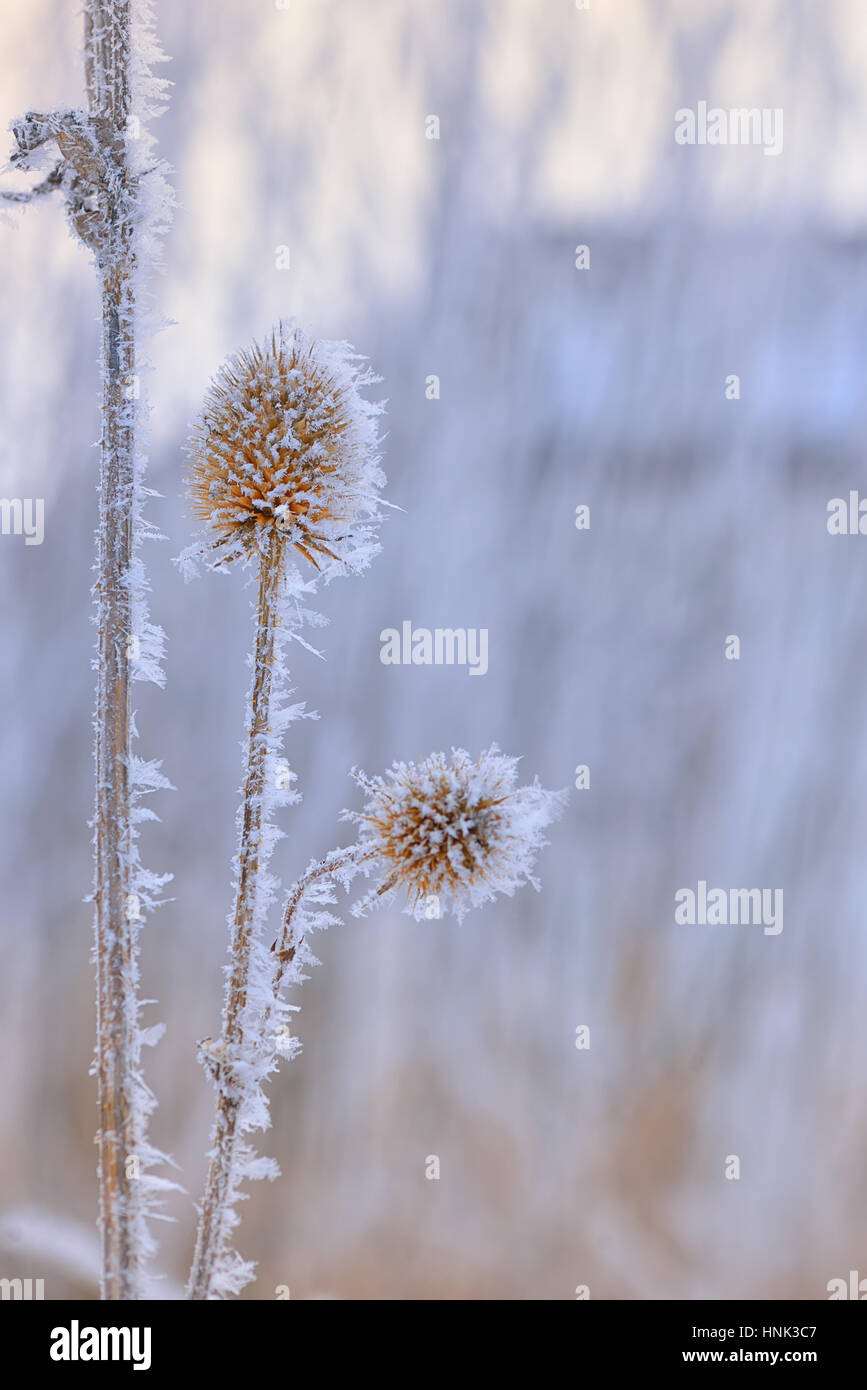 Gefrorene Echinops Disteln Pflanze Stockfoto